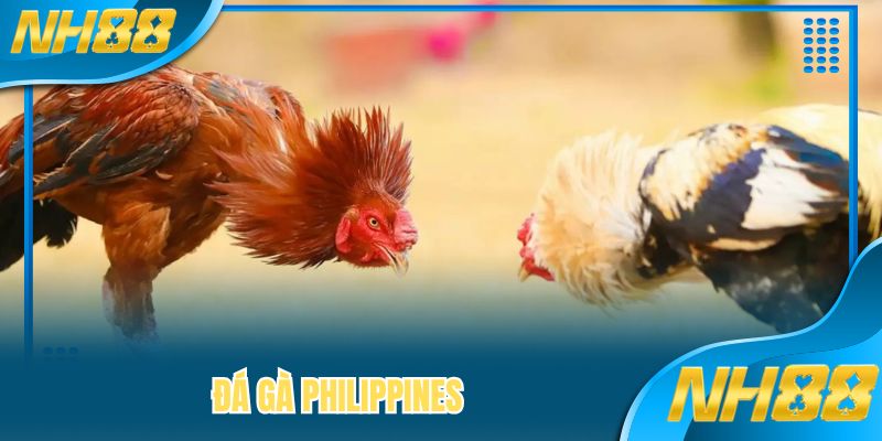 Đá Gà Philippines - Những Trận So Tài Gay Cấn Số 1