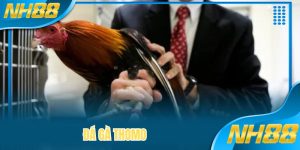 Đá Gà Thomo - Chinh Phục Các Kèo Chọi Cùng Nhà Cái NH88