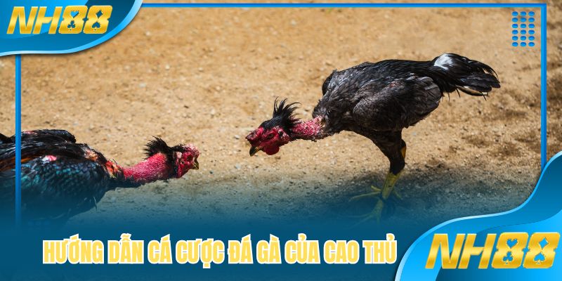 Hướng Dẫn Cá Cược Đá Gà Của Cao Thủ Mới Nhất Tại NH88